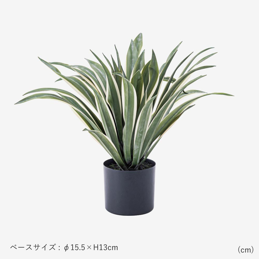 フェイクグリーン　アガベ