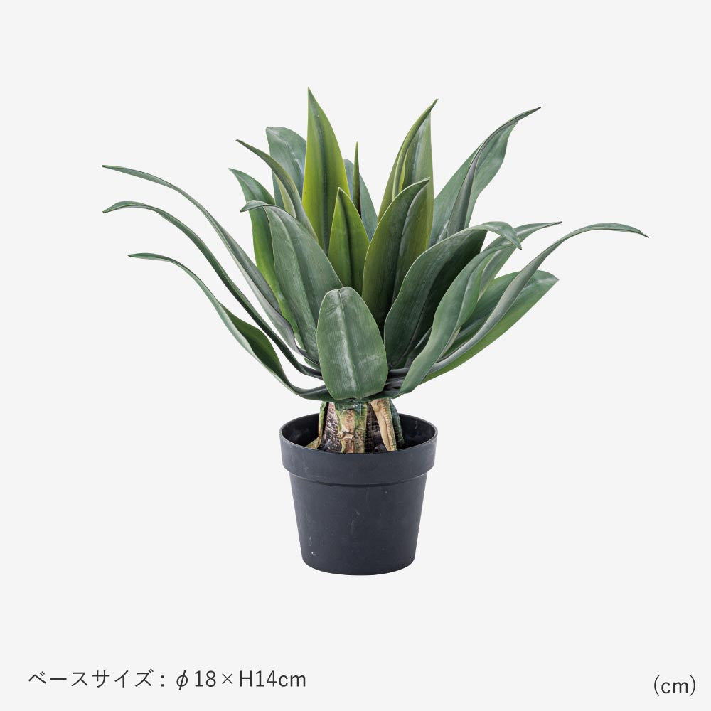 フェイクグリーン　アガベ